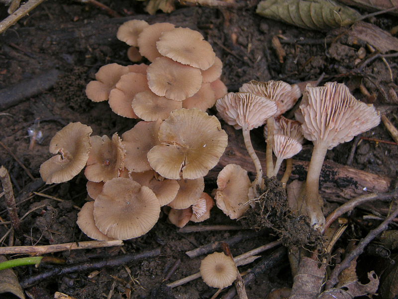 Un fosso......e una marea di funghi.(parte 2)